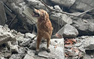 17 nəfəri dağıntılar altından xilas edən Kilian - FOTO