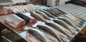 Qanunsuz ovlanmış balıqların satışı ilə məşğul olan şəxslər müəyyən edildi