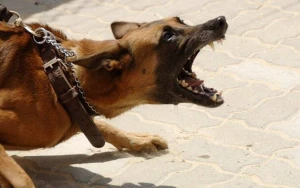 Masallıda kişini öldürən itin sahibi kimdir? 