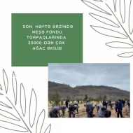 Son  həftə ərzində meşə fondu torpaqlarında 25 000-dən çox ağac əkilib