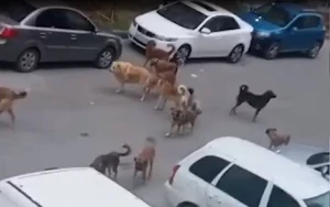 Masazırdakı sahibsiz itlərlə bağlı RƏSMİ AÇIQLAMA