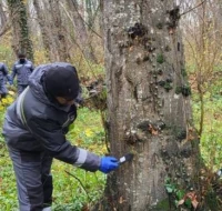 Son günlər müşahidə olunan şaxtalı hava ağaclardakı ziyanvericiləri məhv etdi