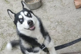 Azərbaycanda xaski itləri gəzdirən şəxs həbs edilib - Görün hansı səbəbdən