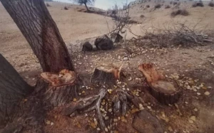 Qanunsuz ağac kəsən şəxs məsuliyyətə cəlb edildi