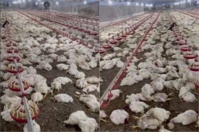 Ərdəbildə qazın kəsilməsi böyük quşçuluq təsərrüfatını məhv etdi - VİDEO