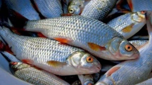 Qanunsuz balıq ovlayan şəxslər SAXLANILDI - FOTO