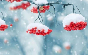 Sabah şaxta olacaq - PROQNOZ