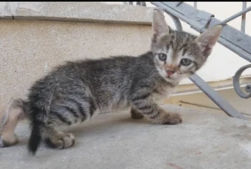 Pişiyin balasını danladığı anlar gündəm oldu – VİDEO