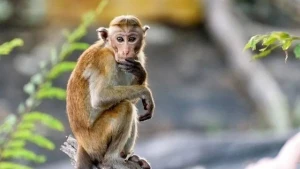 Meymunun  bu görüntüləri hər kəsi heyrətləndirdi – VİDEO