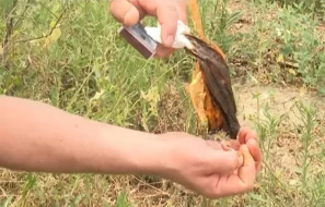 Ceyranbatanda sakinin həyətindən neft fontan vurdu - VİDEO