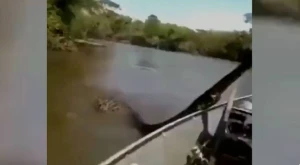 Balıqçı nəhəng anakondanı yaxaladı - Gündəm oldu (VİDEO)