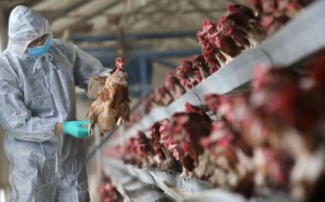 AQTA bir sıra ərazilərdən quş əti və quş yemlərinin idxalına məhdudiyyət qoydu