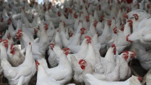 4000 toyuq istilər səbəbindən tələf oldu