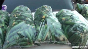 Bazarda xiyarın qiyməti görənləri ŞOK ETDİ - VİDEO