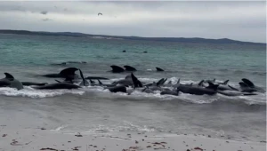Avstraliyada balinaların kütləvi ölümü 