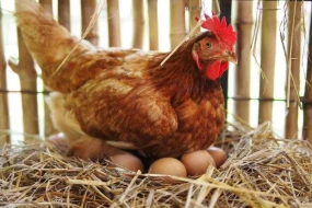 Toyuğun \"sürpriz\" yumurtası görənləri şok etdi - Qızğın müzakirə başladı