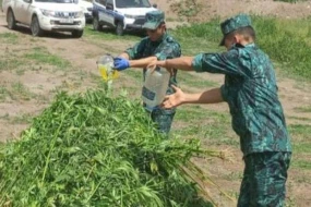 Laçında bir tondan artıq çətənə kolu məhv edildi - FOTO