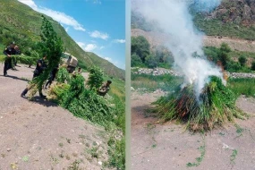 Laçında 2 tondan artıq çətənə bitkisi yandırılaraq məhv edildi