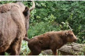 Şahdağ Milli Parkında 3 zubr balası dünyaya gəldi - FOTO