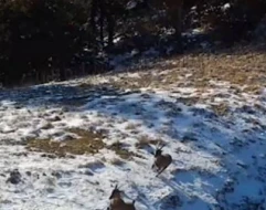 Dağ keçilərini ovlayan vaşaqın görüntüləri - VİDEO