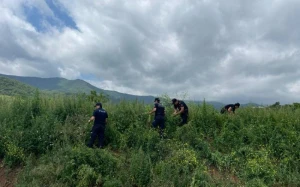 Xocavənddə 1,5 ton narkotik tərkibli bitki aşkarlandı - FOTO