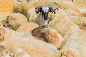 Bazarda qurbanlıq heyvanların QİYMƏTLƏRİ - VİDEO