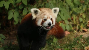 Görün panda qəfəsdən niyə qaçdı 