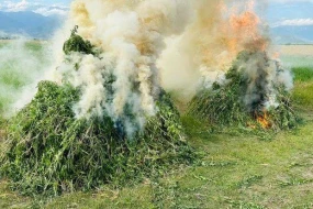 Şəkidə 12 ton narkotik tərkibli bitki məhv edilib - VİDEO