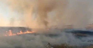 Yerə atılan siqaret kötüyü arpa sahəsini külə çevirdi