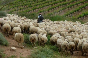 Qoyun otarmağa gedən 18 yaşlı oğlan yoxa çıxdı