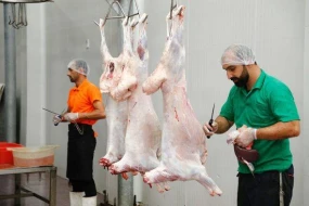 138 ünvanda qurbanlıq heyvanların satışı və kəsimi xidmətləri təşkil edilib - FOTOLAR