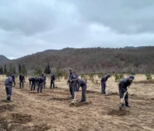 Yel çərşənbəsində  20 min  ağac əkilib - FOTO
