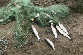 Qızılağac Milli Parkında brakonyerlərə məxsus 2 qayıq, 18 ədəd sintetik tor götürüldü