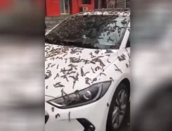 \"Soxulcan yağışı\"na aydınlıq gətirildi - VİDEO