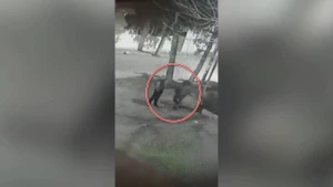 Quldurluq və oğurluq etməkdə şübhəli bilinən şəxslər SAXLANILDI