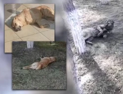 Azərbaycanda küçə itlərini kütləvi zəhərlədilər - İDDİA (VİDEO)