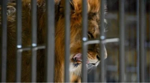 Aslanın hücumuna məruz qalan uşaq öldü - Zooparkda dəhşət