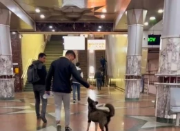 Bakı metrosuna sahibsiz it girdi: Sərnişinlər... (VİDEO)