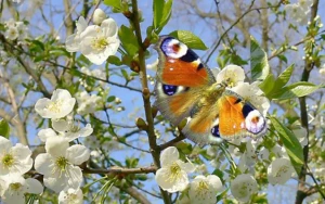 Sabahın havası açıqlandı