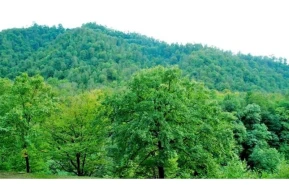 Azərbaycanda bu ərazilərdə meşə salınır - RƏSMİ (FOTOLAR)