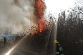 İsmayıllıda qəsdən yanğın törədilib - VİDEO