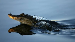51 yaşlı kişiyə timsah HÜCUM ETDİ
