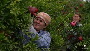 \"Veysəloğlu\" bu il yerli fermerlərdən 47 milyon manatlıq kənd təsərrüfatı məhsulu alıb - FOTOLAR