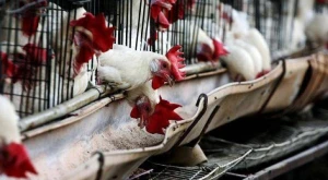 Azərbaycana bu ölkələrdən quş əti gətirilməsinə məhdudiyyət qoyuldu