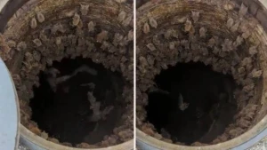 Kanalizasiya qapağını qaldıran qadın gördüyü mənzərədən şoka düşdü – Video