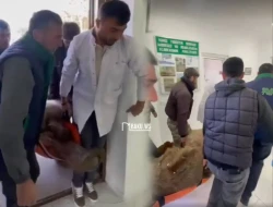 Azərbaycanda ayını xərəkdə həkimə çatdırdılar - VİDEO