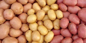 Yerli kartofun qiyməti niyə bahadır? 