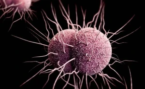 Bağırsaqdakı mikroblar qocalmanın qarşısını alır