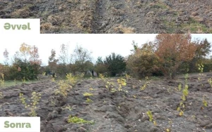 Meşə fondu torpaqlarında 430 mindən artıq ağac əkildi - FOTO