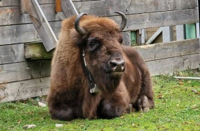 Azərbaycana daha 10 zubr gətirildi - FOTOLAR
